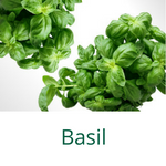Basil icon