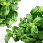 Fresh basil has a clove accent while dried basil has a curry-like flavour