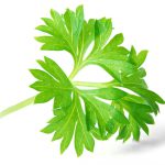 Parsley image