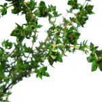 Thyme image