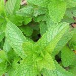 This aromatic and refreshing herb is one of the best remedies for gas and bloating