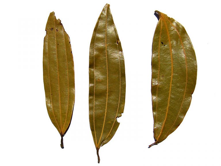 What is the Purpose of Bay Leaf Corner of My Home