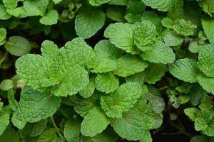 Mint has anti-inflammatory and antibacterial properties. It will not cure acne but is effective at reducing acne breakouts