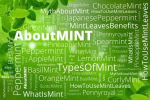 There are many interest ways on how to use mint leaves. Knowing the mint leave benefits, you will want to know more about mint leaves