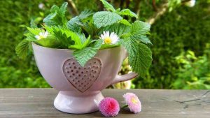 Beautiful Pot of Mint