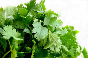 Cilantro also known as Chinese parsley. It has a strong fragrance that is both sweet and pungent.