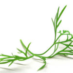 Dill leaves are wispy and fern-like and have a soft, sweet taste