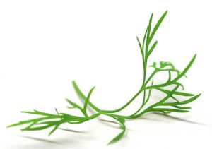 Dill leaves are wispy and fern-like and have a soft, sweet taste