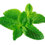 Mint is a herb much valued for its sweet, mellow flavour with hints of lemon