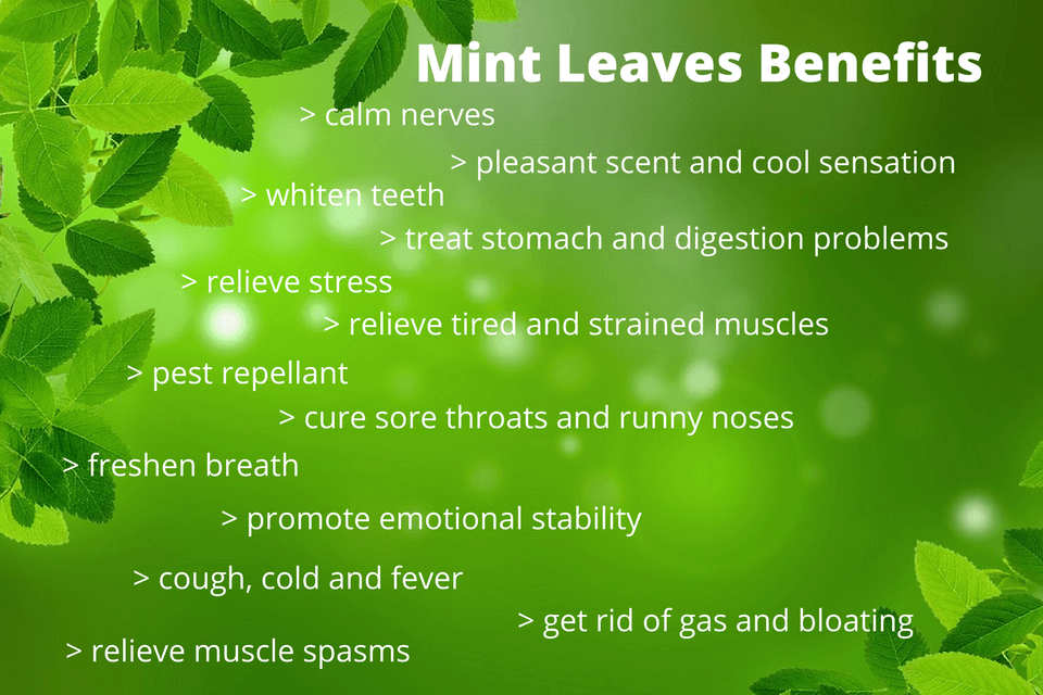 Mint Leaves Benefits Chart