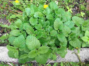 Mint Plant