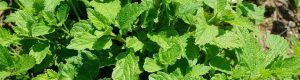 Mint plant ground cover