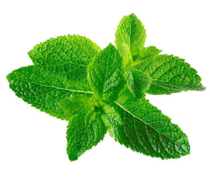 Mint is a herb much valued for its sweet, mellow flavour with hints of lemon