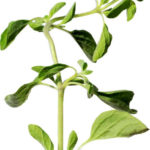 The strong aroma of oregano is pungent and the taste is warm, spicy and bitter