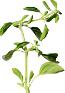 The strong aroma of oregano is pungent and the taste is warm, spicy and bitter