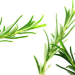 Rosemary has a minty, peppery, balsamic taste with a bitter, woody aftertaste.