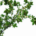 Thyme has a herbaceous and floral aroma.
