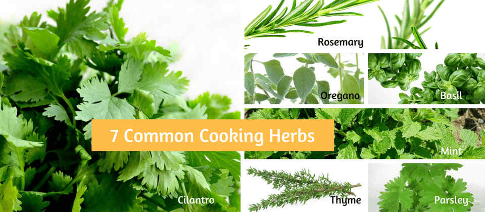 7 Common Cooking Herbs