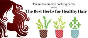 Common Cooking Herbs can be the Best Herbs for Healthy Hair