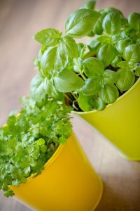 Choosing the herbs that can grow indoor and year-round will increase your success rate of growing them indoors year round
