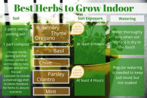 Best Herbs to Grow Indoor
