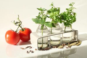 Propagating Herbs Plants