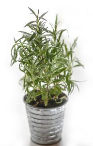 Rosemary in metal pot