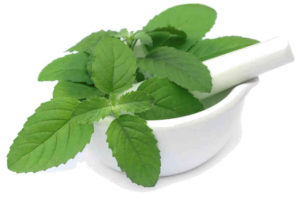 A simple drink using holy basil can help reduce stress as well as symptoms caused by stress that is stomach ache and headache.