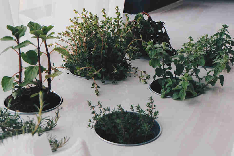 Growing herbs indoors year round will ensure that you have them at your fingertips as and when needed