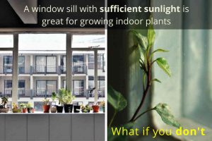 Use grow lights if there is insufficient natural light at window sill