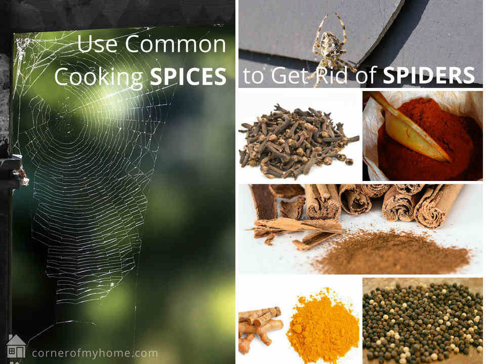 Common cooking spices can be used to repel spiders