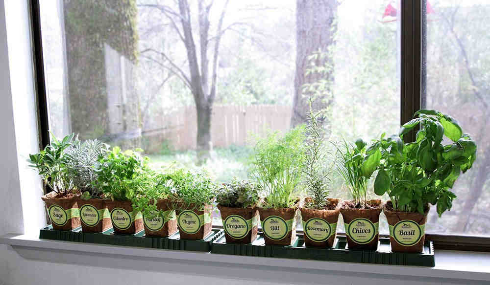 Indoor Herb Garden for Beginners Corner of My Home