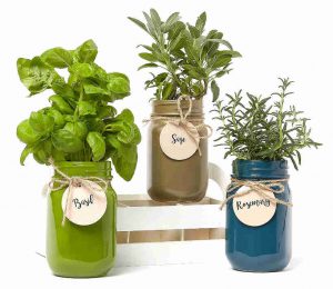 Grow your herbs outside the pot using these beautiful mason jar
