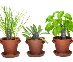 Indoor herb garden for beginners