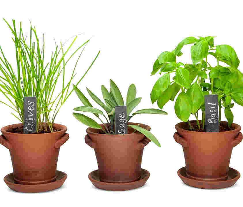 Indoor herb garden for beginners