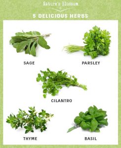 Grow your own herbs using indoor herb garden starter kit