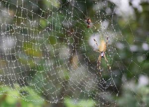 Spider builds webs to catch its prey