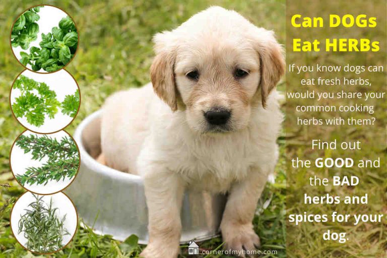 Can Dogs Eat Herbs Corner of My Home