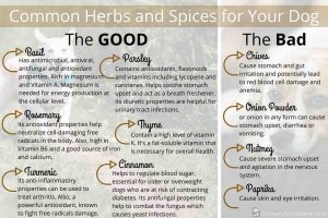 The good and bad herbs and spices for your dog that you should know