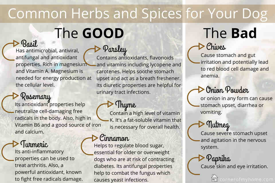 what spices can dogs eat