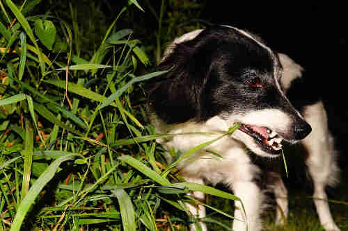dog do so to improve its digestion, treat intestinal worm or find its nutritional needs, including the need for fibre.