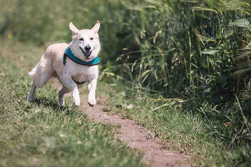 Today, dogs live with their human friend in confined environment. Thus, they need fresh plants for general health.