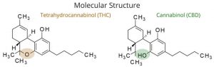 Molecular Structure - THC vs CBD