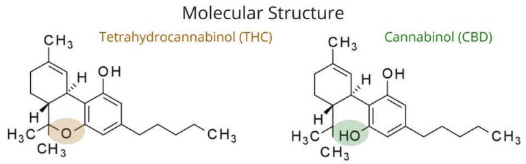 Molecular Structure – THC vs CBD | Corner of My Home