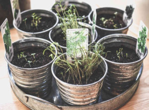 Grow your own herbs to get continuous supply of fresh herbs all year round