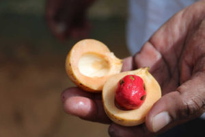 This lacy netting, also called aril is mace, while the kernel within the shell is nutmeg
