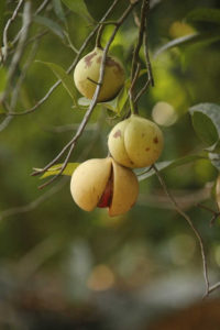 The nutmeg fruit is from this tropical evergreen tree, Myristica fragrans, originally from the Malluca Islands in the South Pacific