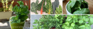 Leafy greens and herbs for juicing
