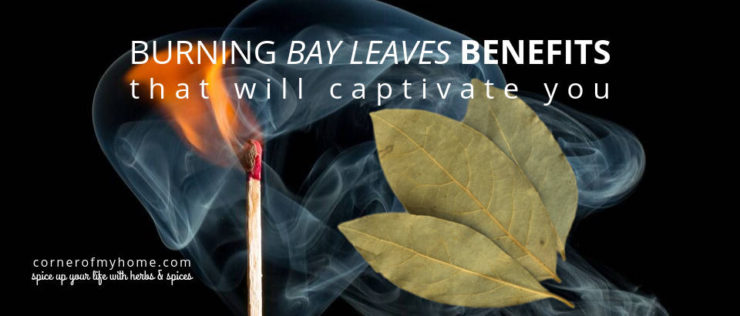 Health benefits or magical uses, will you burn the bay leaves?