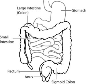 Human Anatomy Digestive System